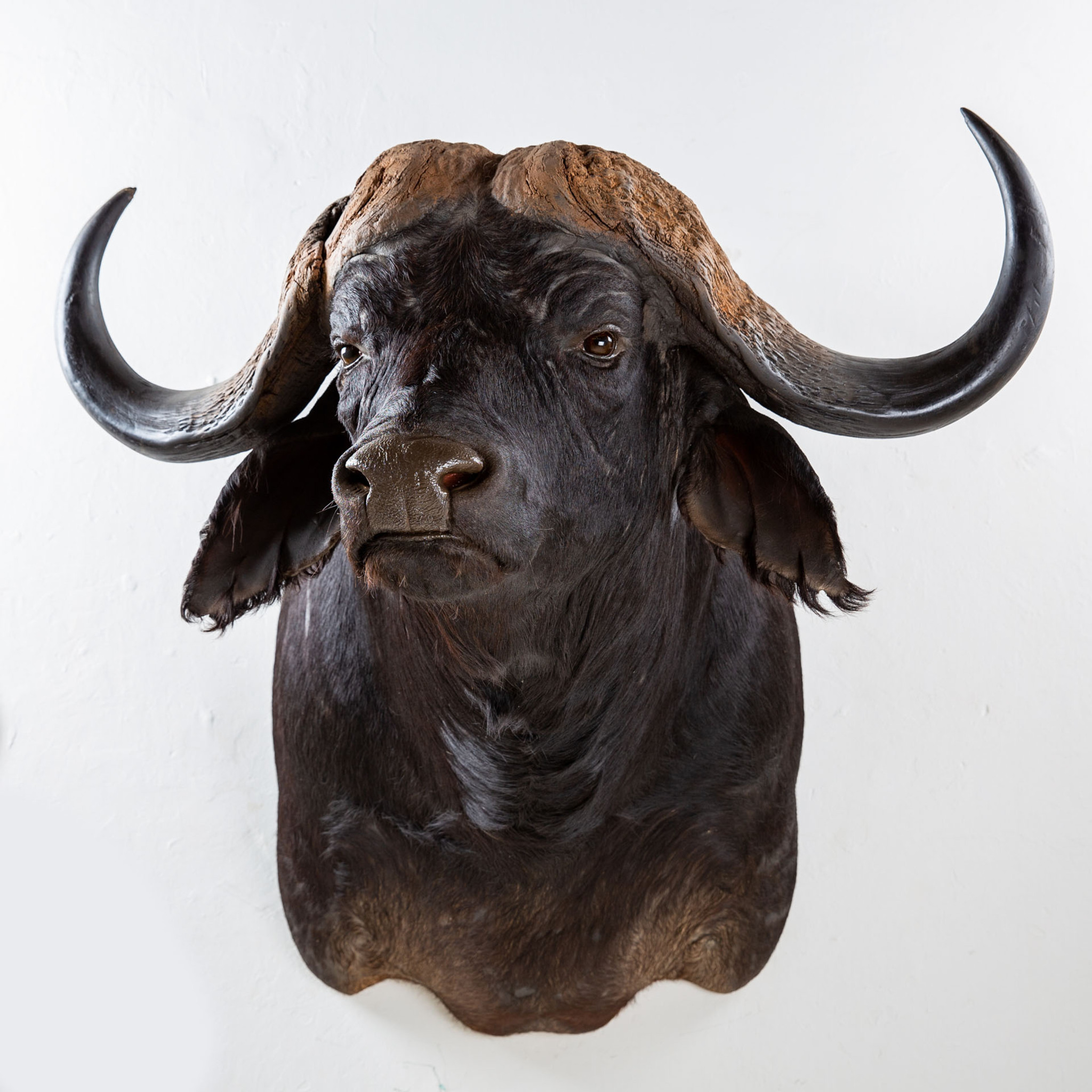 Buffalo Shoulder Mount Splitting Image Taxidermy
